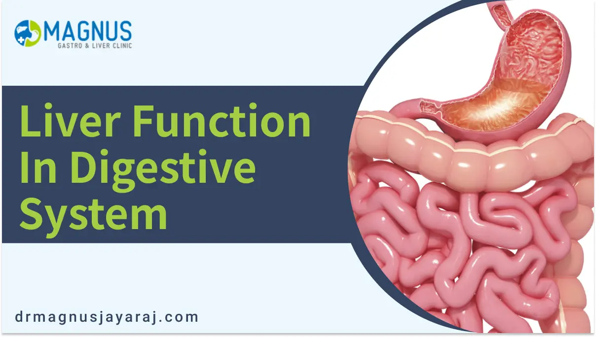 Liver Function In Digestive System