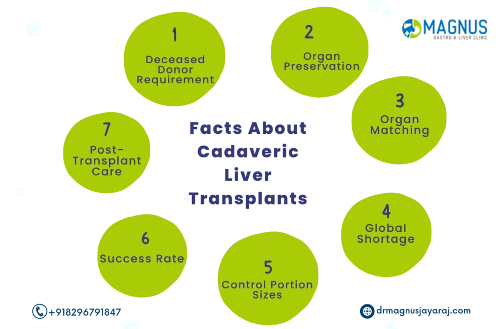 cadaveric liver