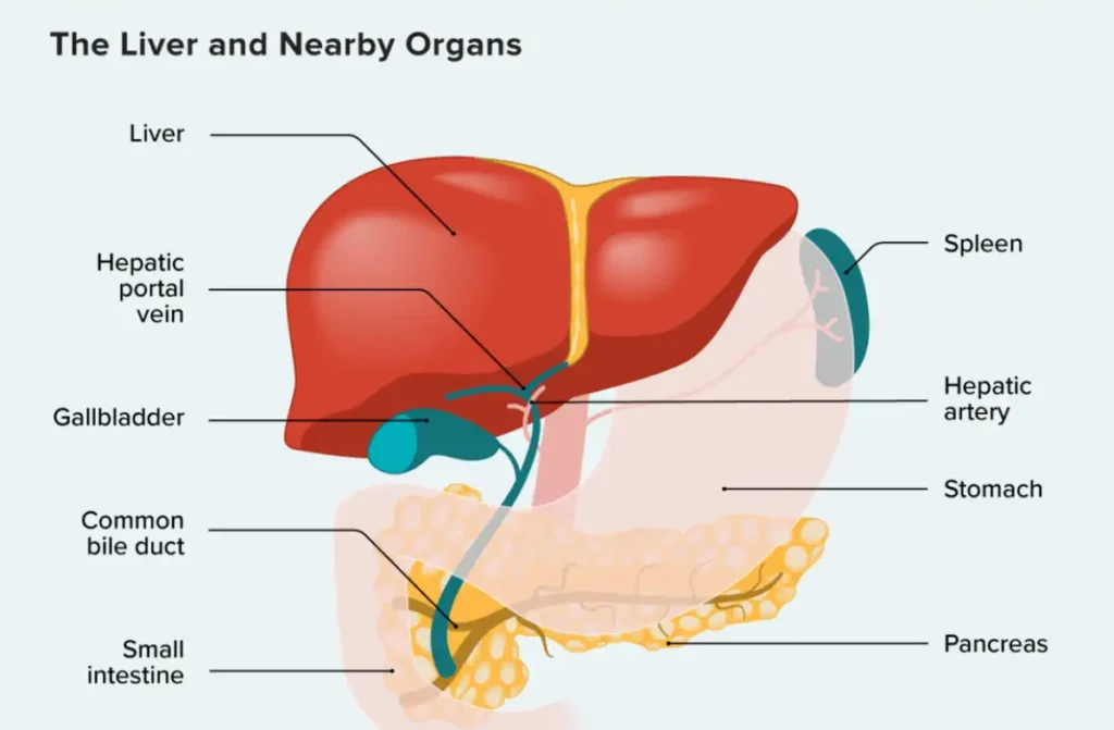 Best Acute Liver Treatment in Chennai