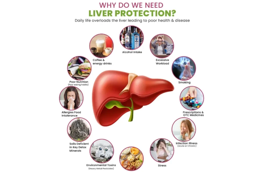 Can You Live Without Your Liver