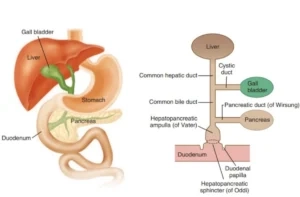 Liver Function in Digestive System